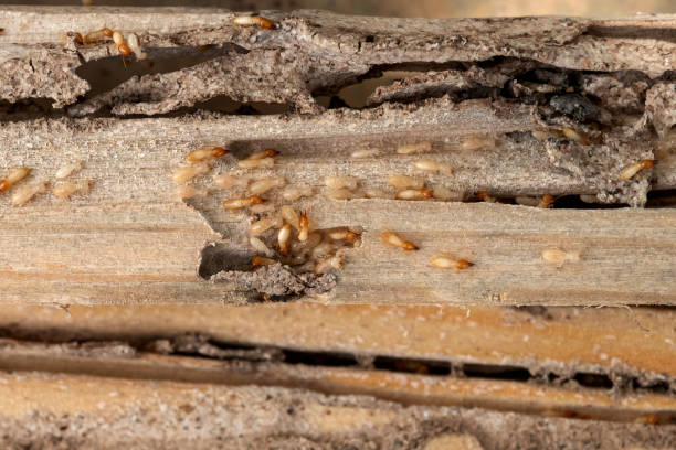 Best Best Pest Control Companies  in Shawnee, KS