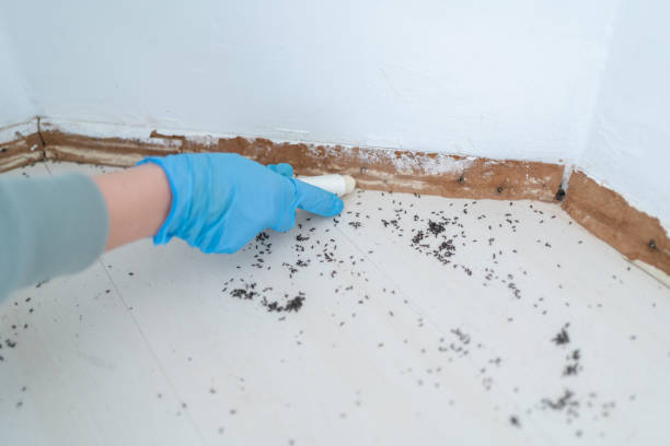 Best Bed Bug Extermination  in Shawnee, KS